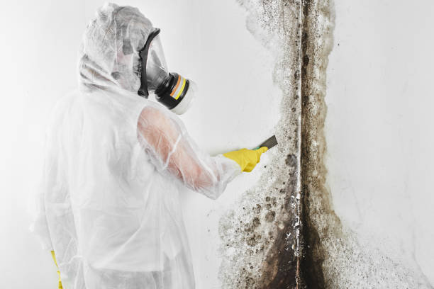 Best Attic Mold Removal  in Morristown, NJ