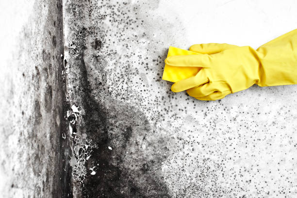 Best Mold Removal Process  in Morristown, NJ