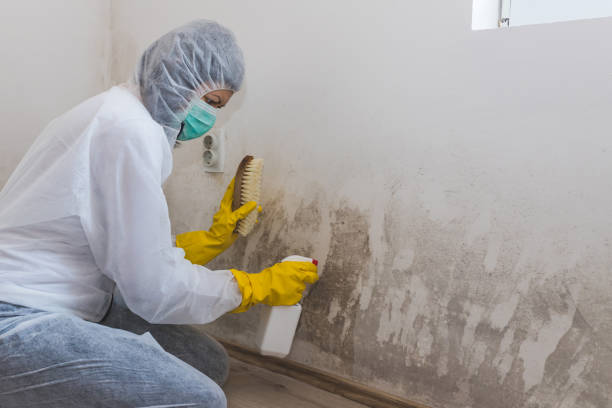 Mold Removal Process in Morristown, NJ