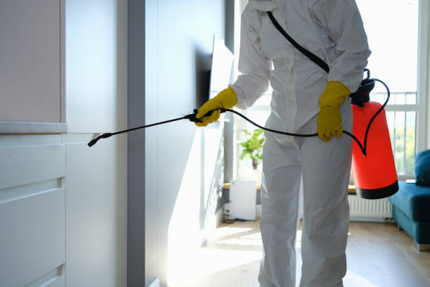 Best Affordable Mold Removal  in Morristown, NJ
