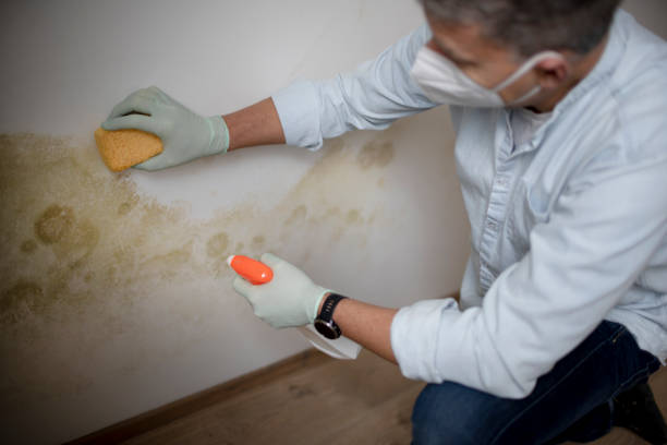 Best Mold Damage Repair  in Morristown, NJ