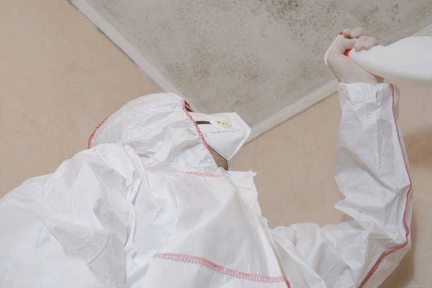 Best Black Mold Removal  in Morristown, NJ