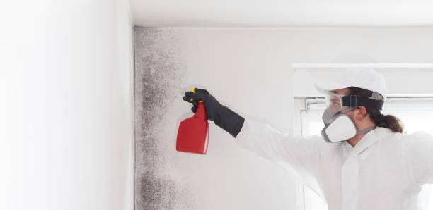 Best Certified Mold Removal  in Morristown, NJ