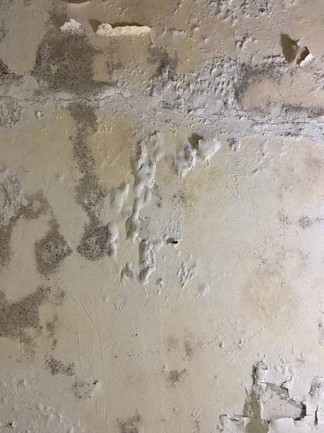 Best Professional Mold Removal  in Morristown, NJ