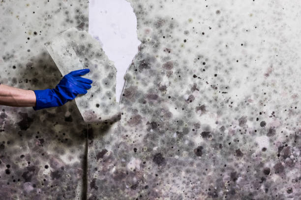 Best Professional Mold Removal  in Morristown, NJ