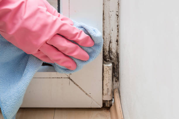 Best Residential Mold Removal  in Morristown, NJ
