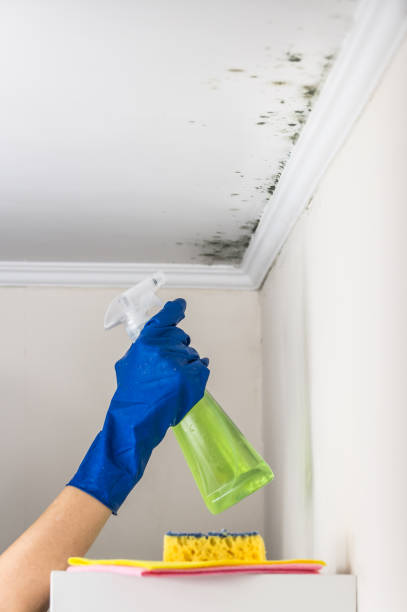 Morristown, NJ Mold Removal Company